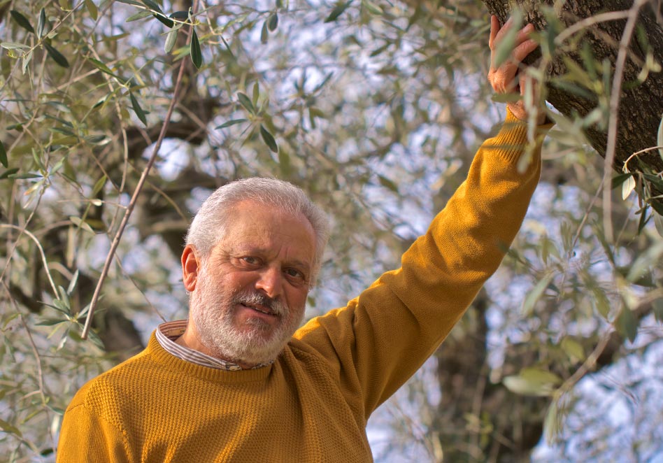 own an olive tree