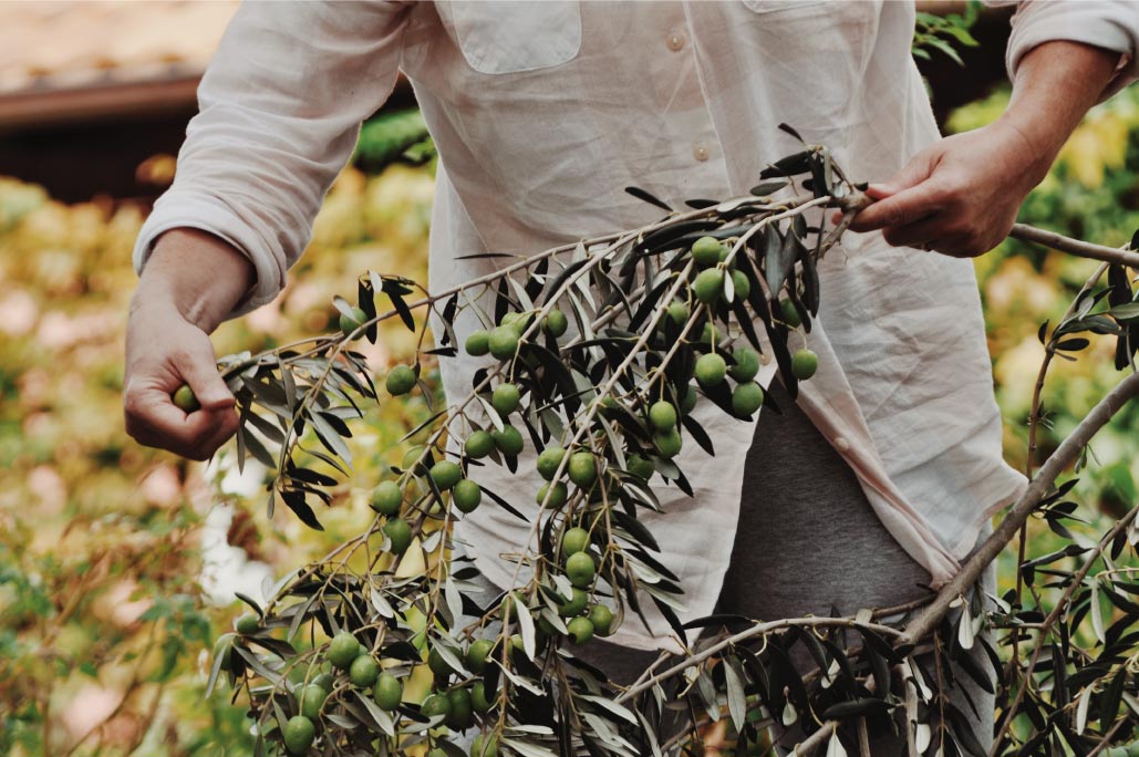 collecting olives