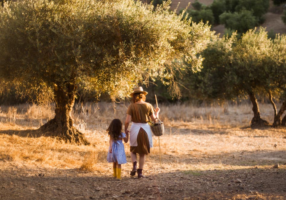 family olive grove